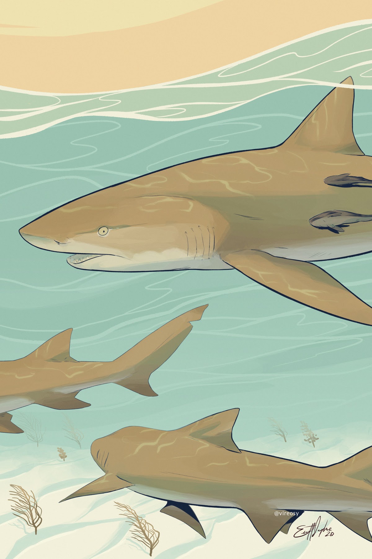 A trio of lemon sharks.