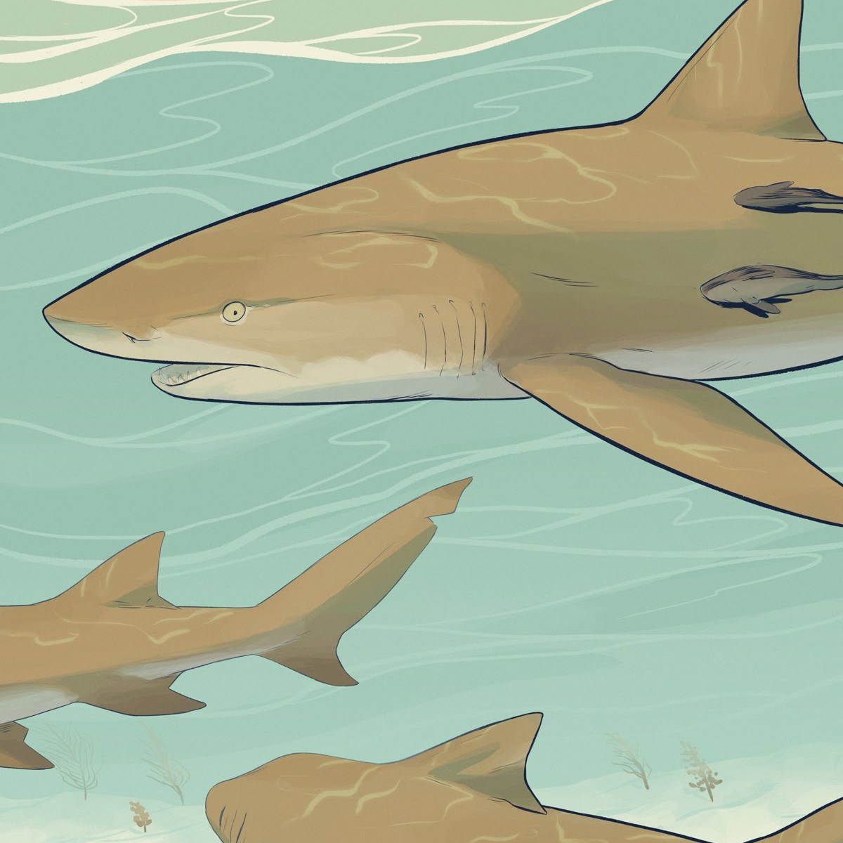 Illustration of a trio of lemon sharks.