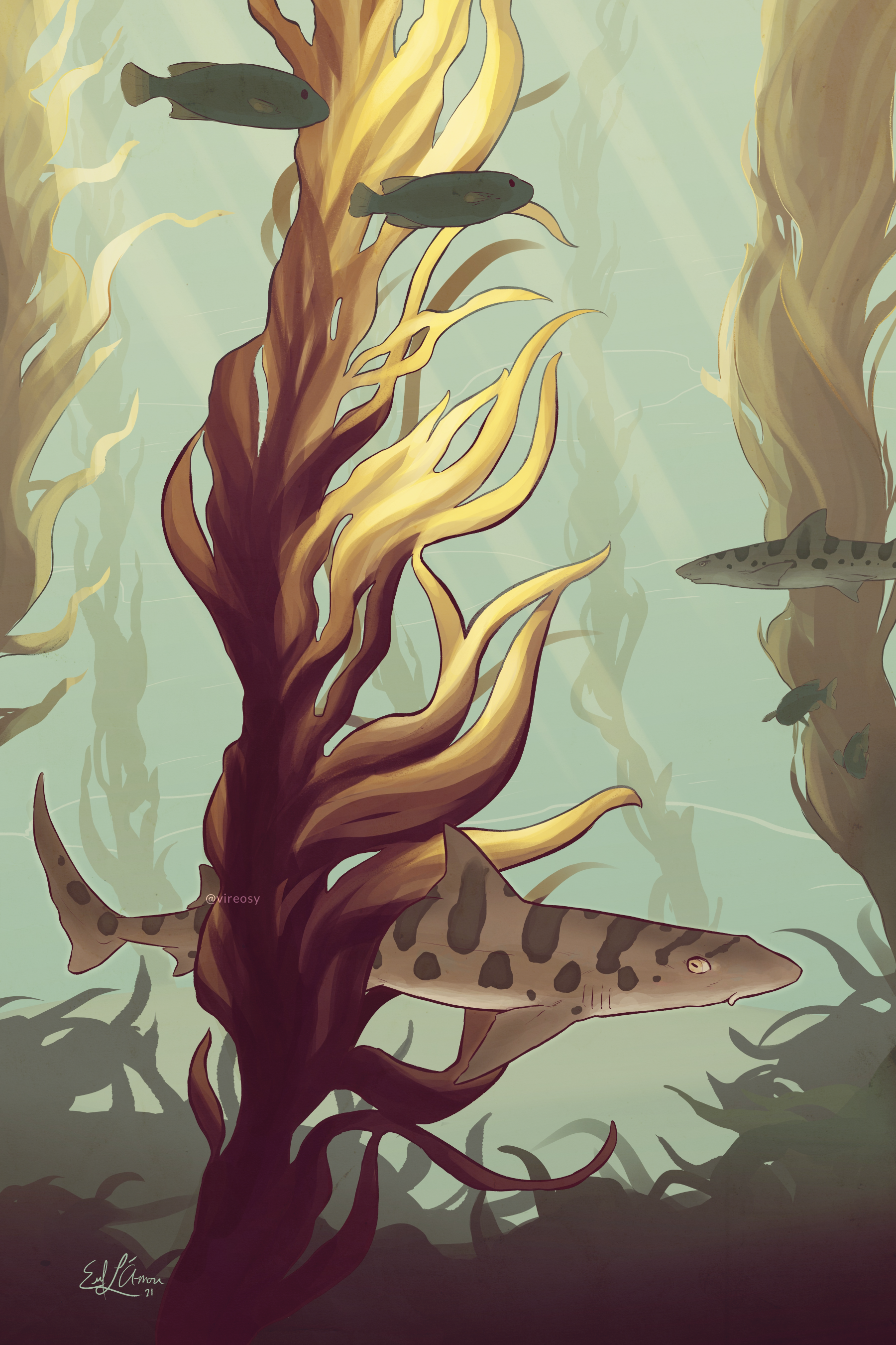 Leopard shark patrolling a kelp forest.
