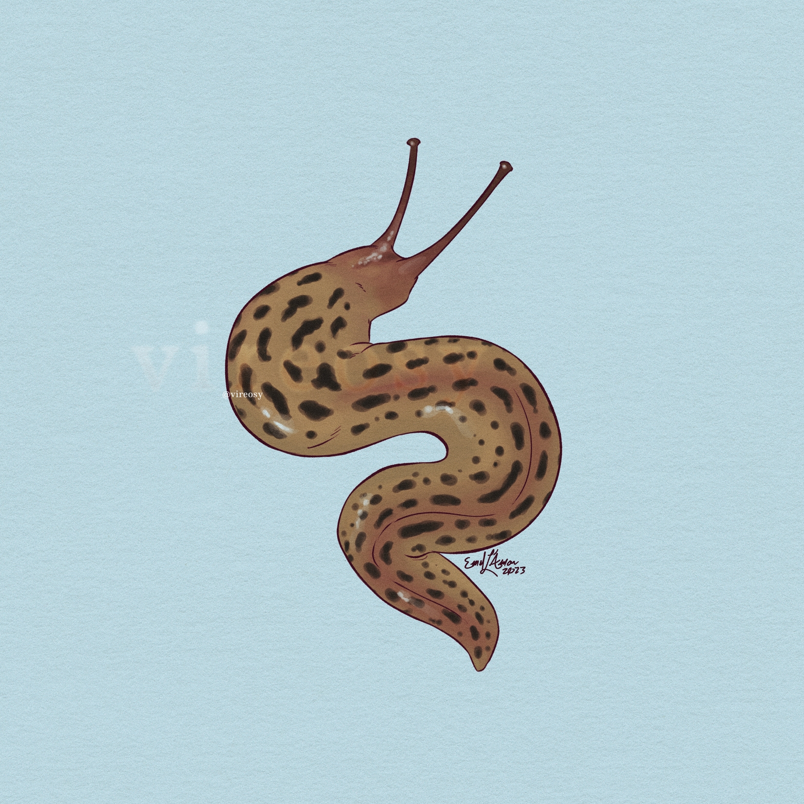 Leopard slug on an icy blue background.