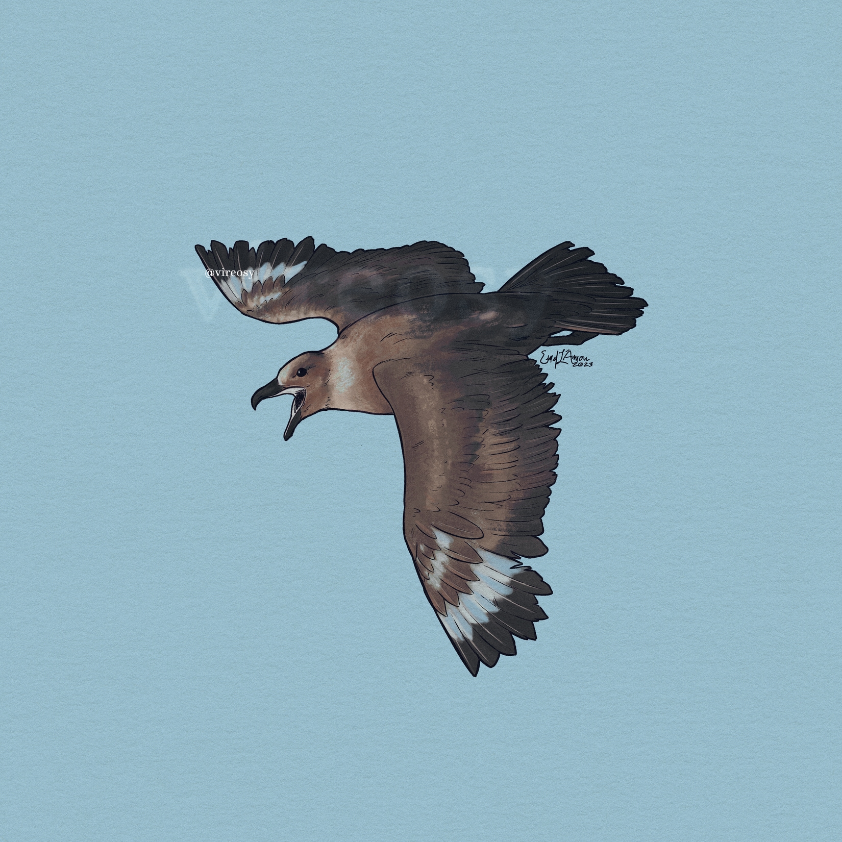 South polar skua in flight on a icy ocean blue background.