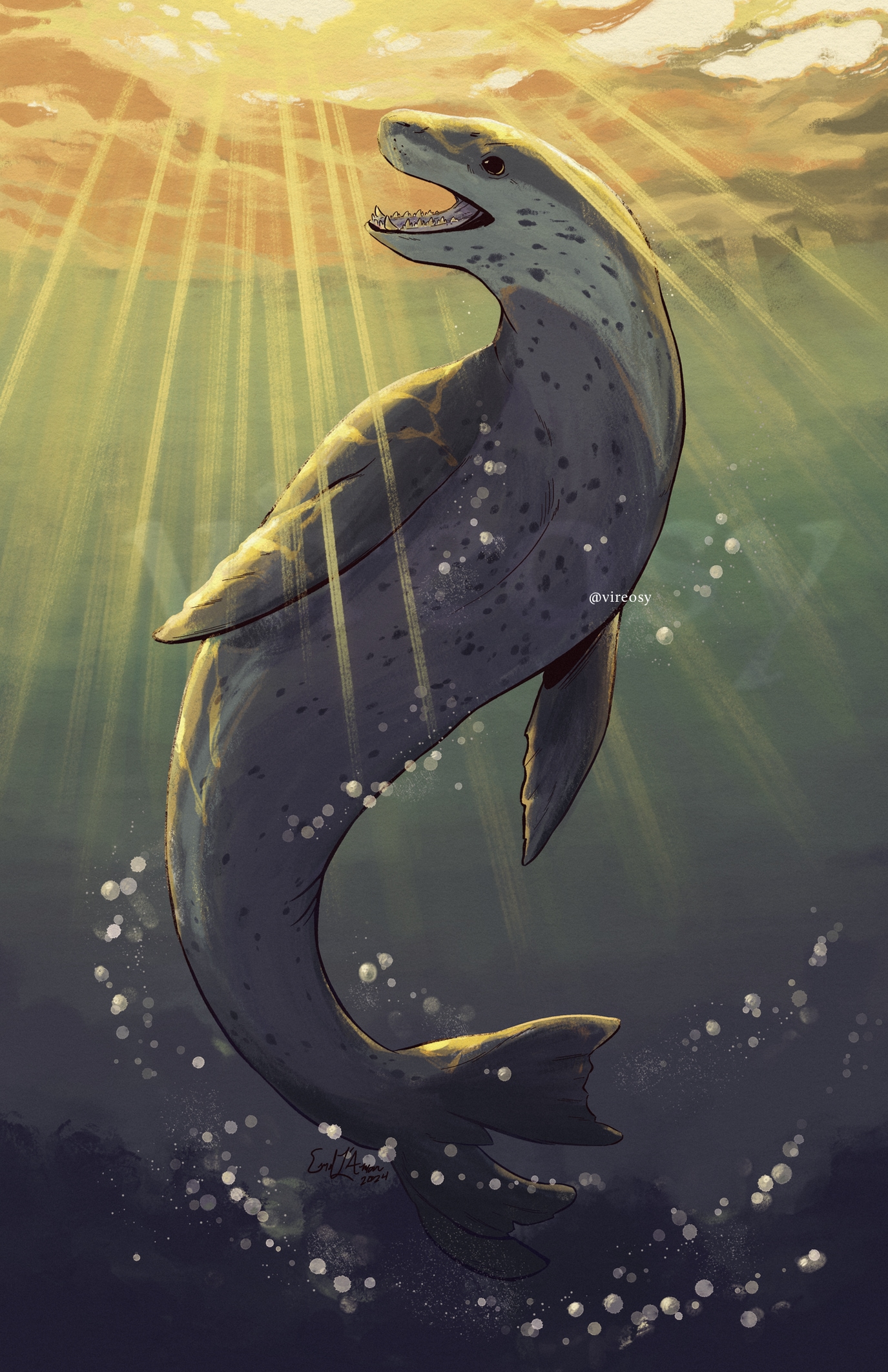 Leopard seal swimming.