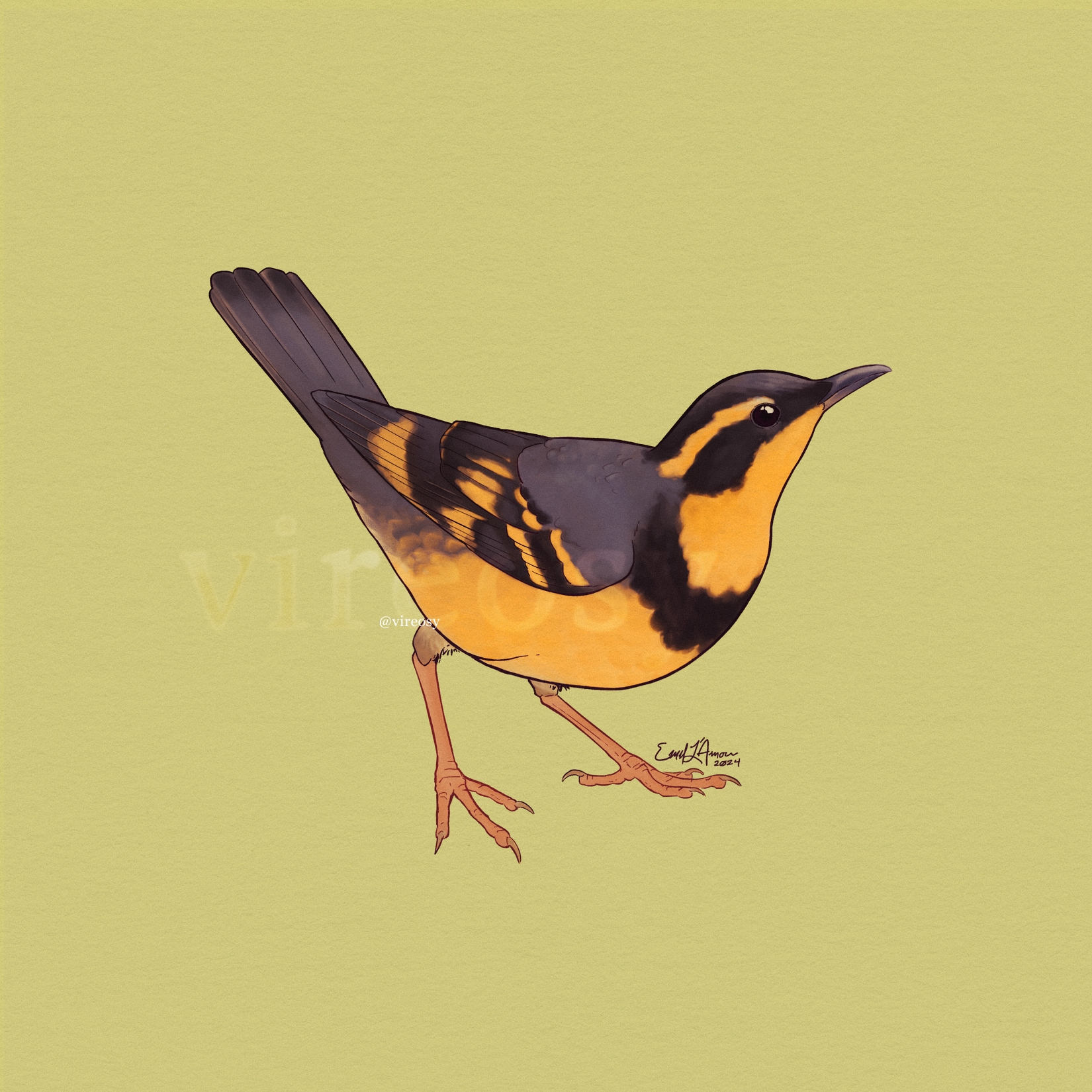 Male varied thrush on a yellow-green background.