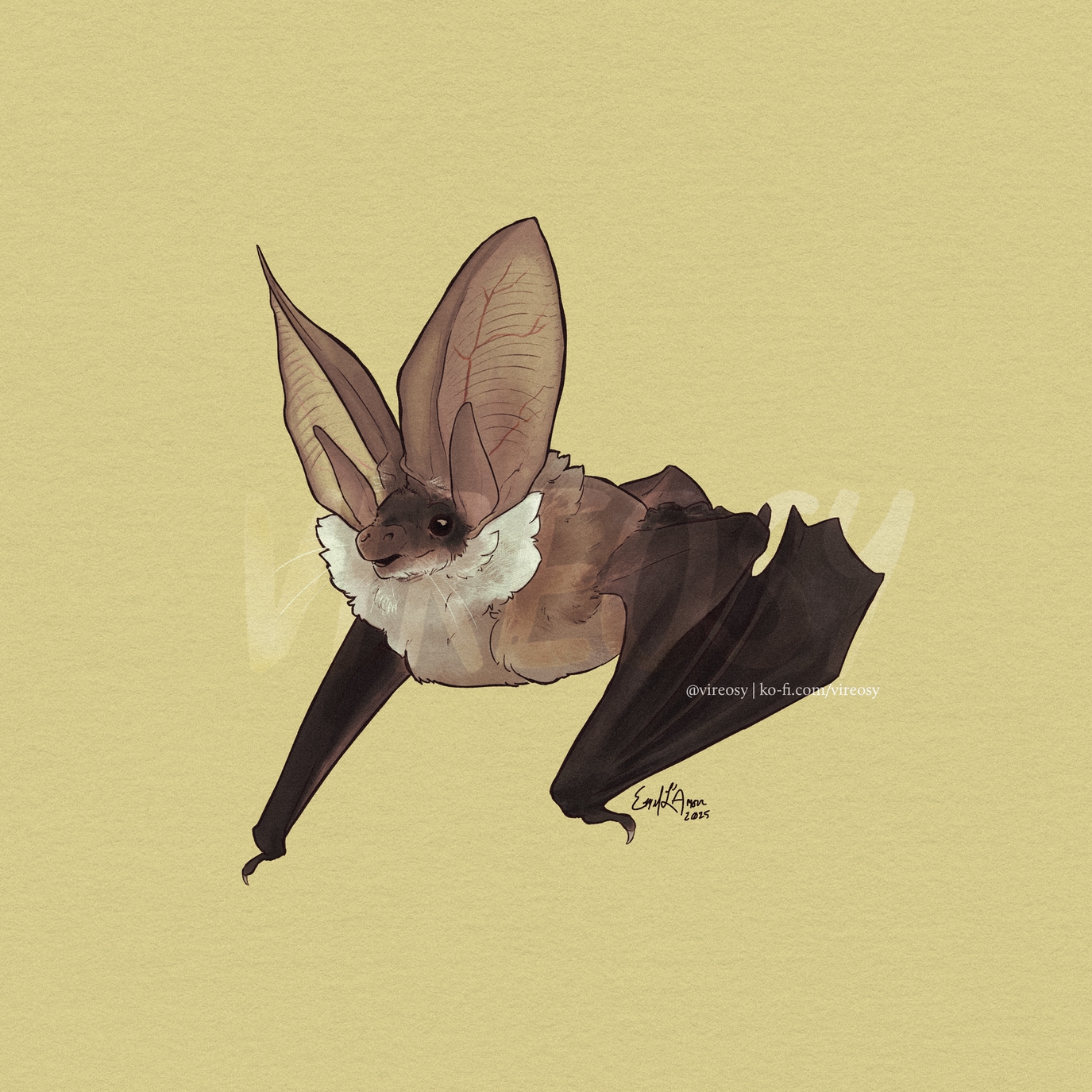 Grey long-eared bat on a chartreuse background.