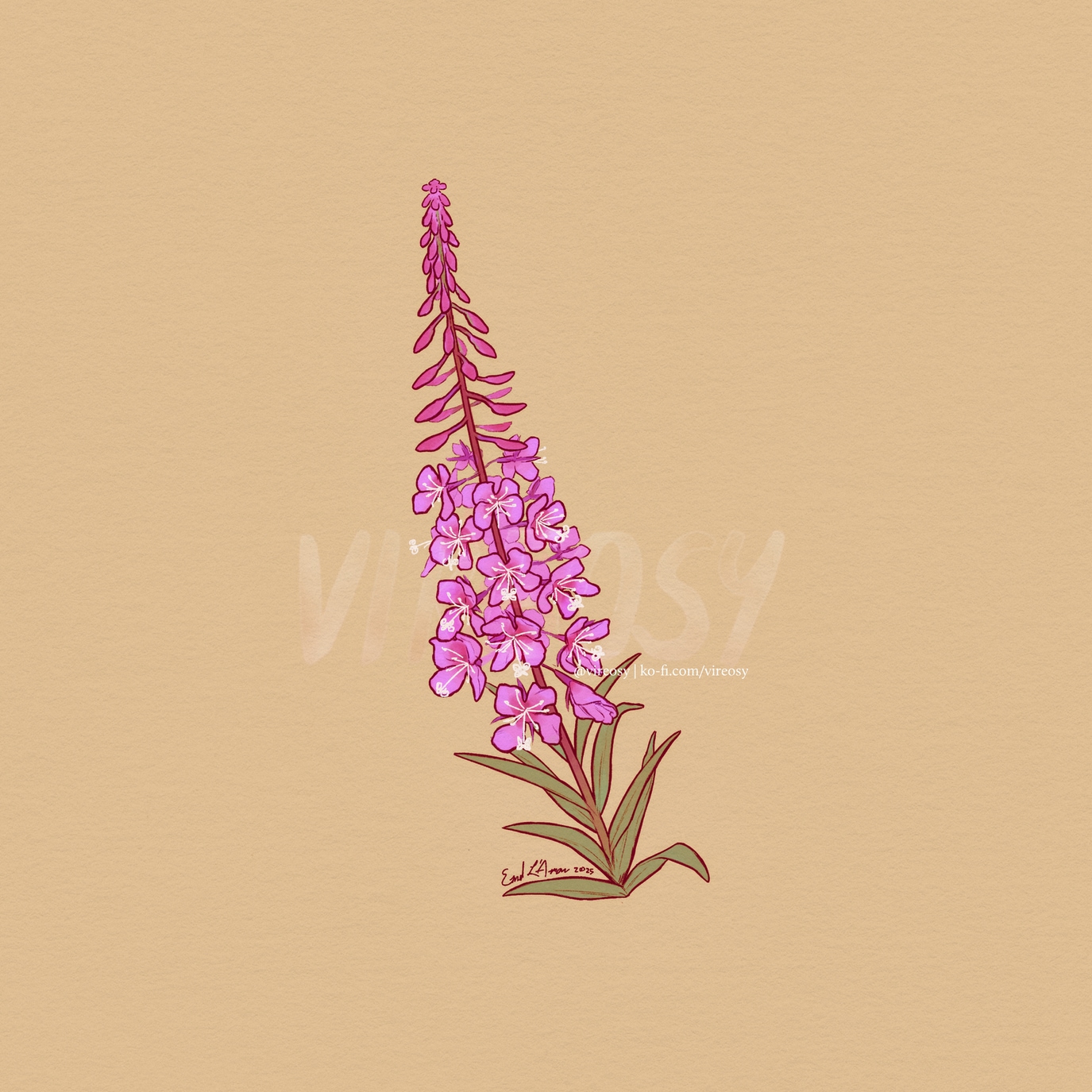 Fireweed on a pale orange background.