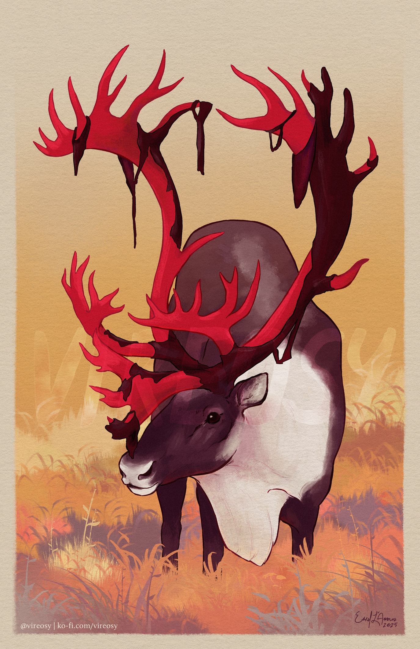 Caribou in shedding velvet.