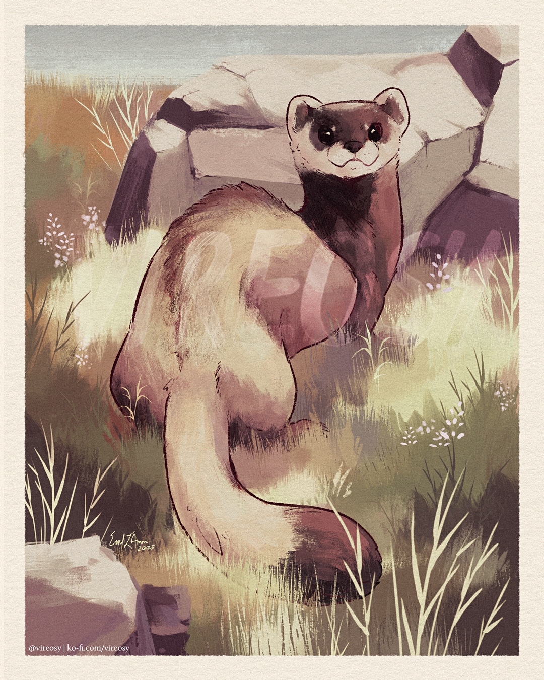 Steppe polecat looking over its shoulder.