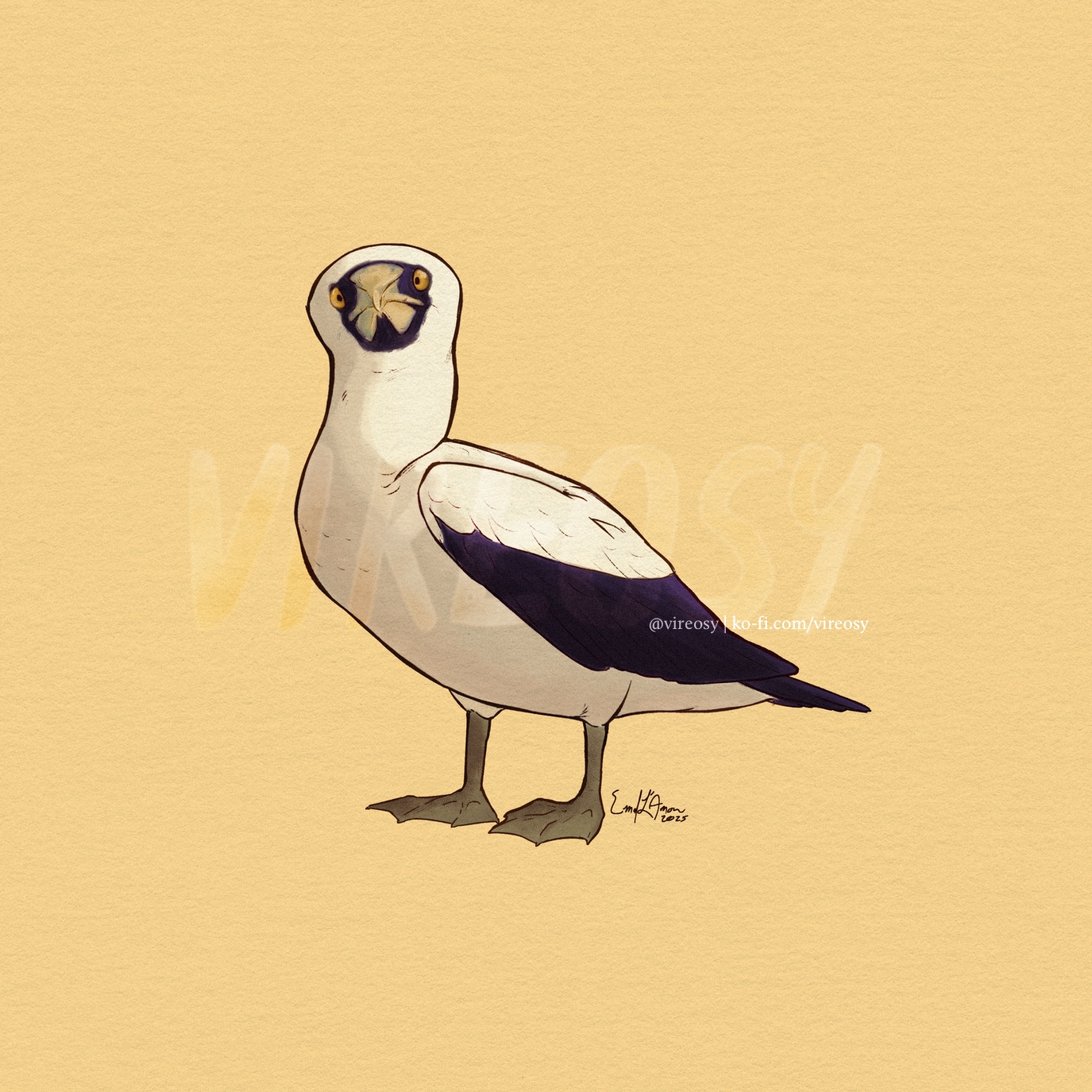 Masked booby on a yellow background.