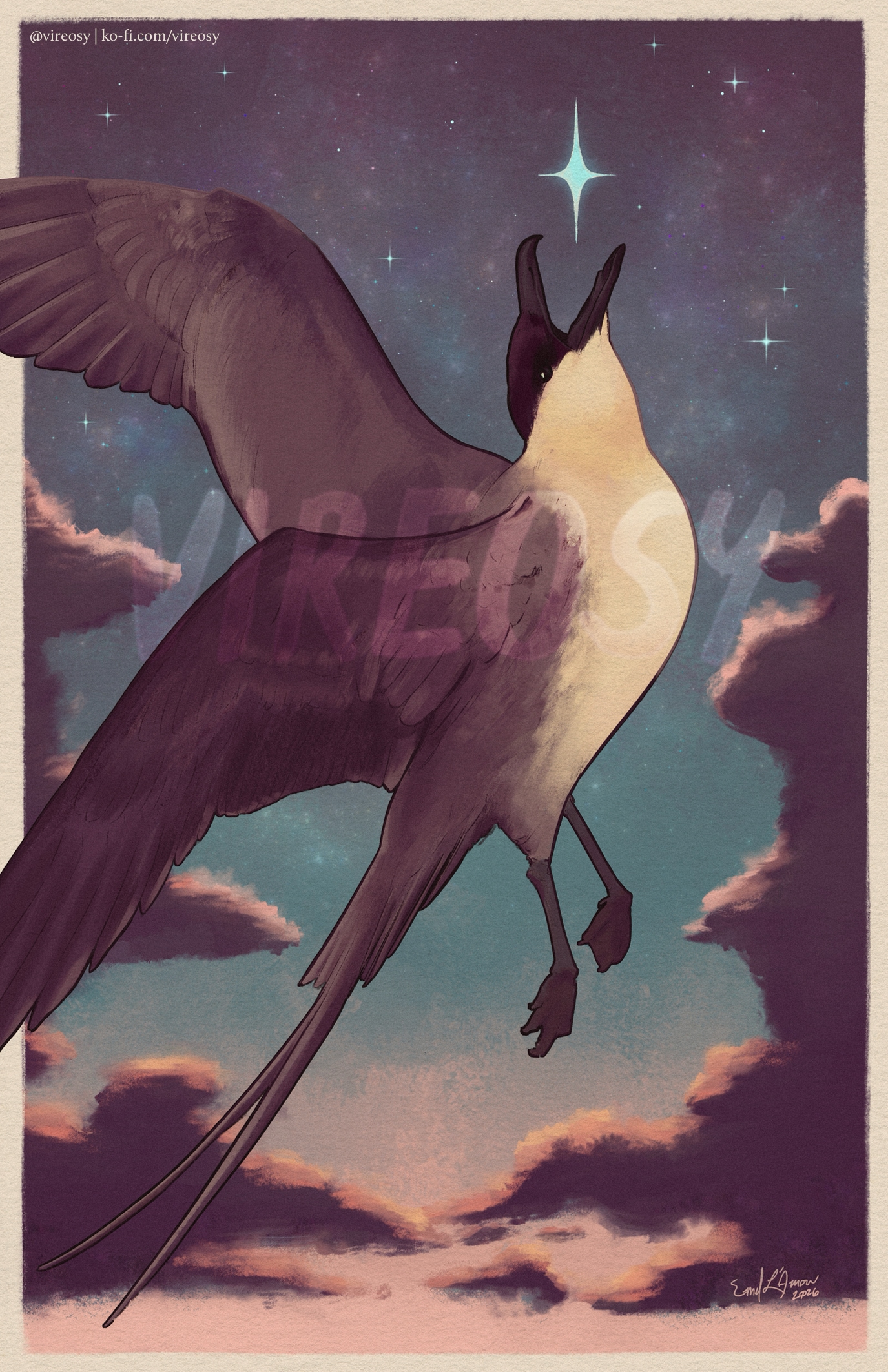 Long-tailed jaeger in a starry sky.